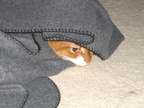 Cheeto under a blanket.
