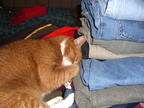 Cheeto napping on the laundry
