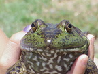 My dad's frog friend