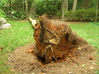 The 2nd wind murdered tree of 2011.